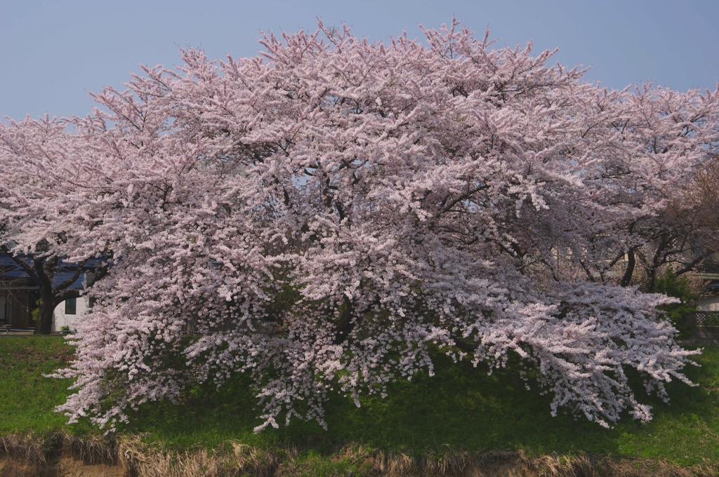 老桜堂々