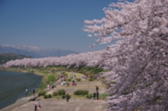 それぞれの春