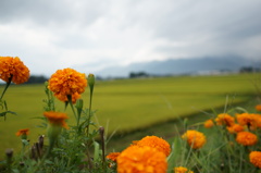 曇天の安曇野