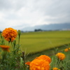 曇天の安曇野