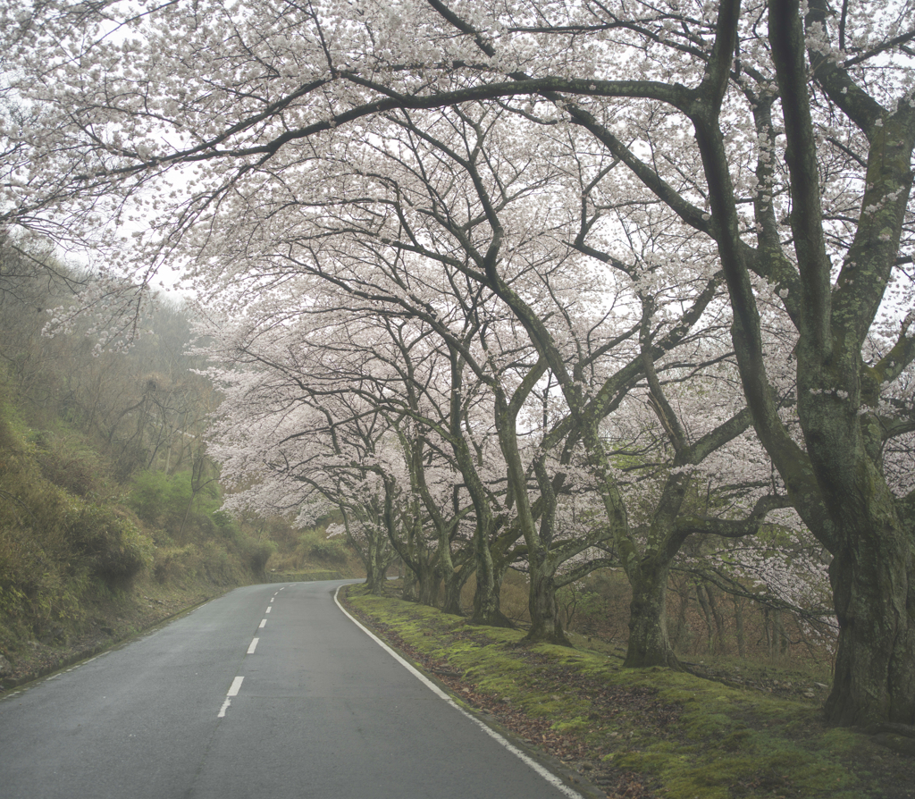 桜街道