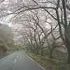 桜街道