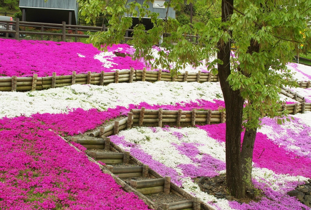 芝桜公園