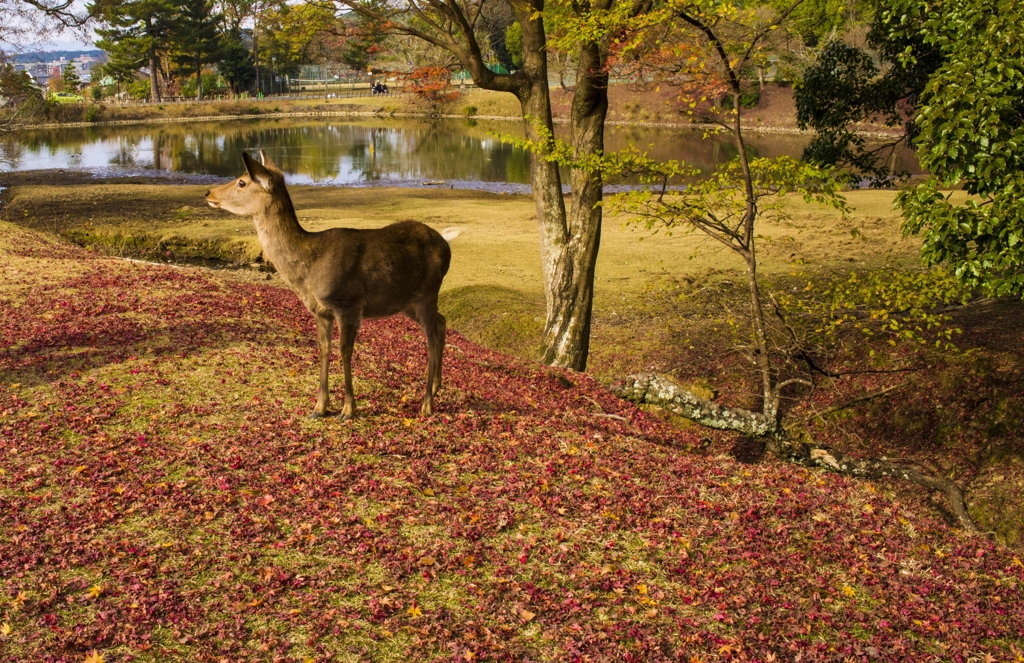 晩秋の奈良公園