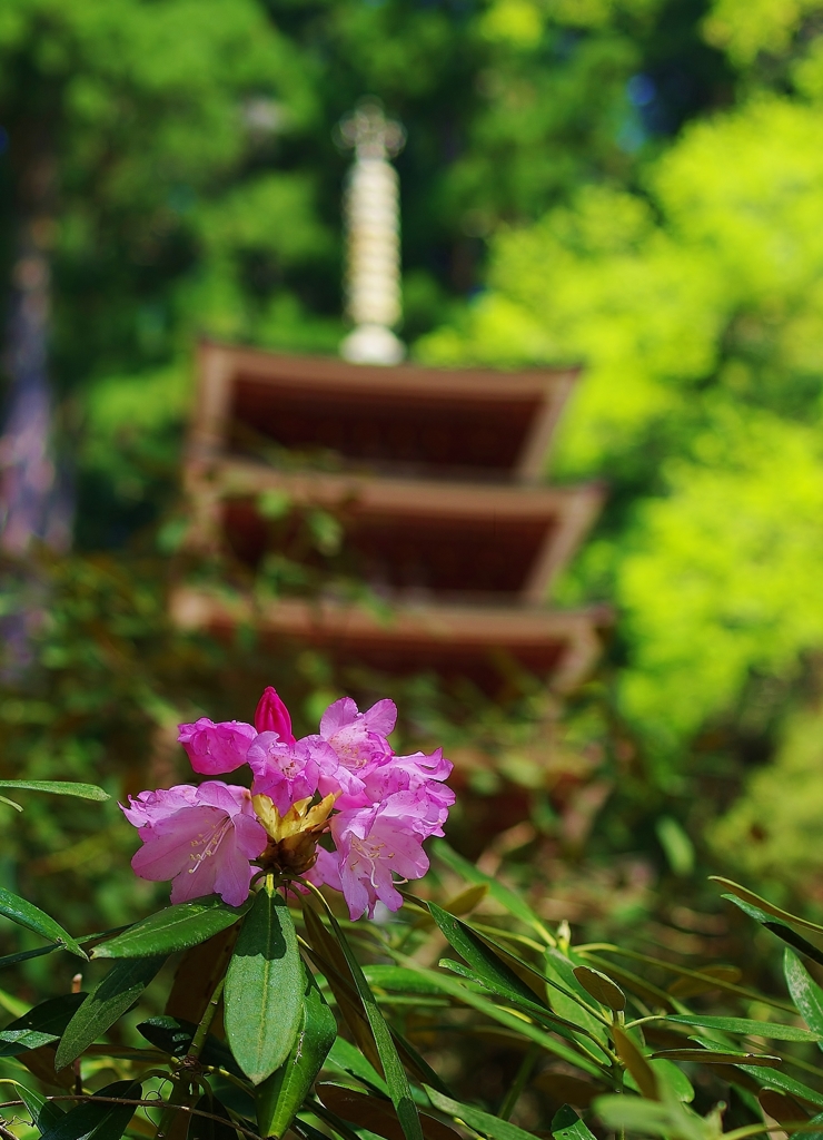 室生寺