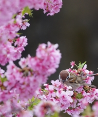 すず桜