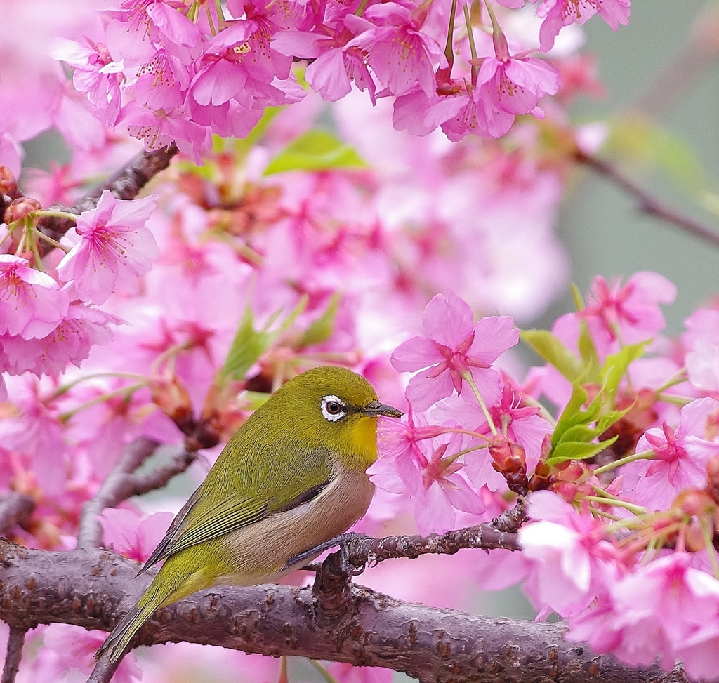 めじ桜①