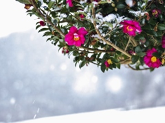 山茶花と茶畑と、降る雪と・