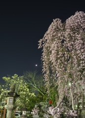 早咲き桜と三日月