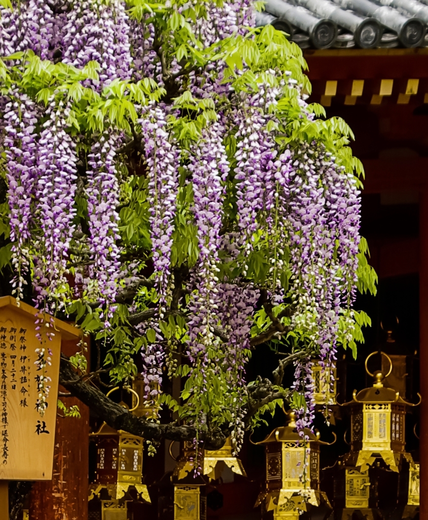 春日大社