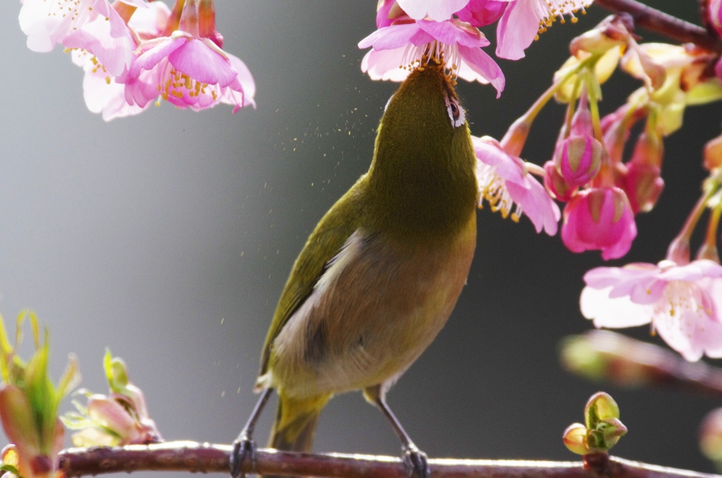 花粉散乱