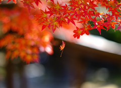 奈良二月堂の紅葉