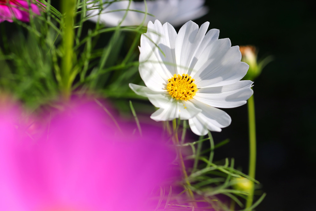 White Color Cosmos