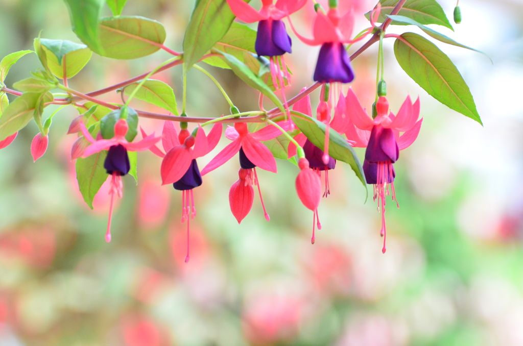 Matsue Vogel Park_Flowers1