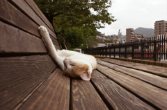 2013aug　cat