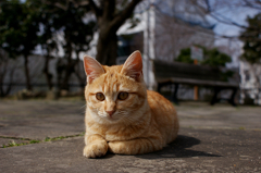 ねこちゃん