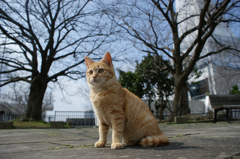 ねこちゃん２