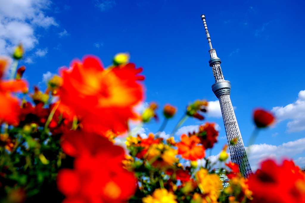 skytree×flower