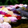 Water ×　Flower　Ⅱ