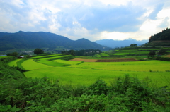 棚田