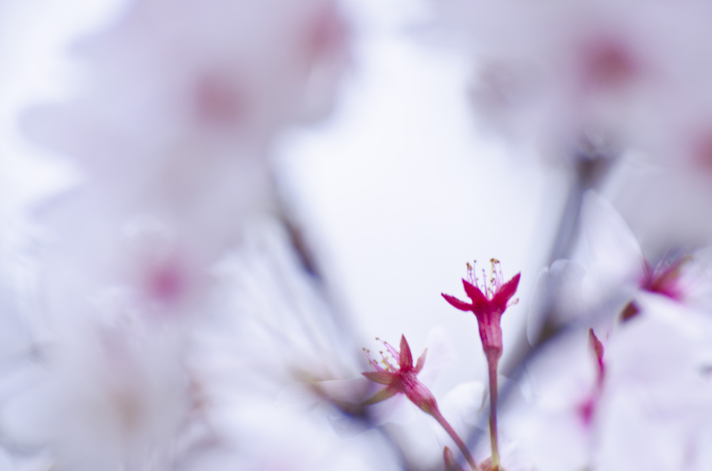 SAKURA 2