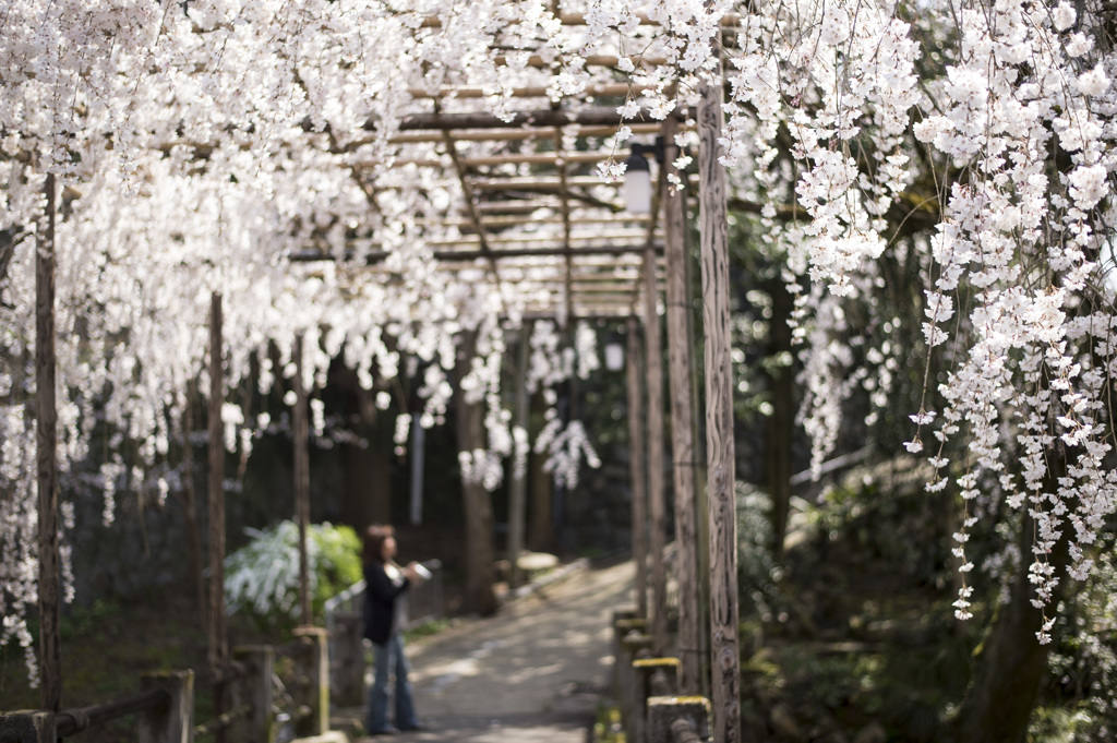 桜に包まれて