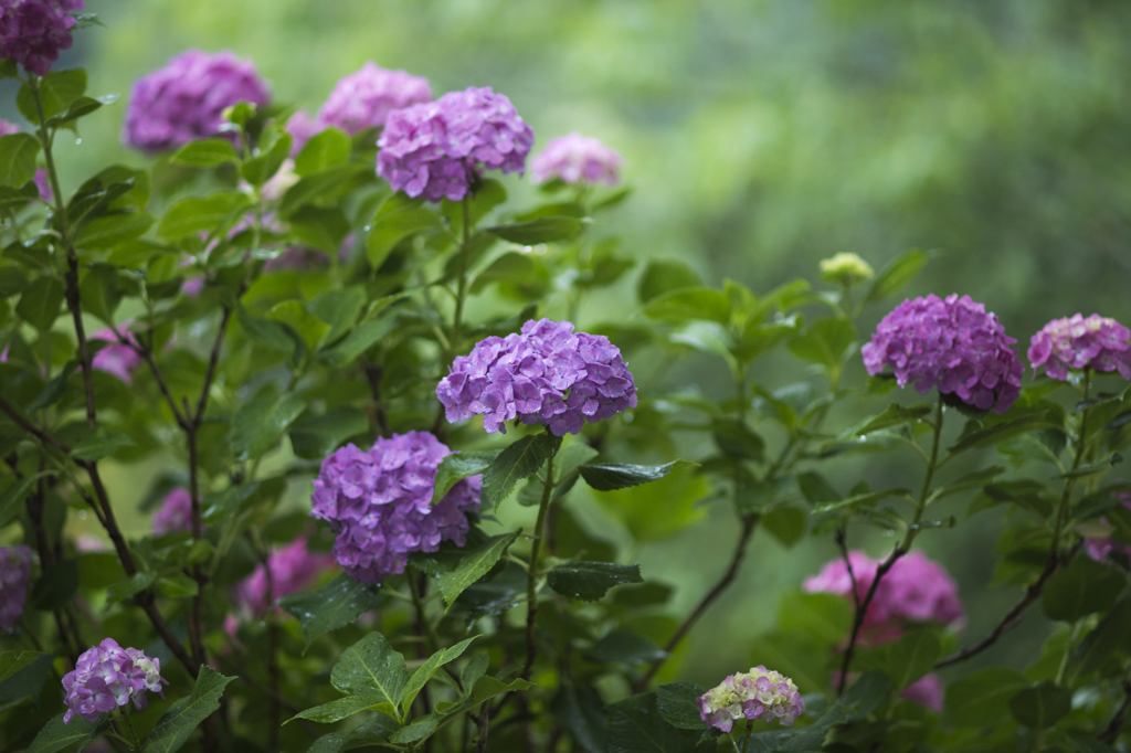 善峯寺の紫陽花4