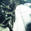 朝の参道