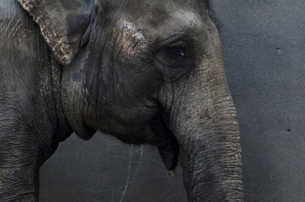 アンニュイなぞうさん