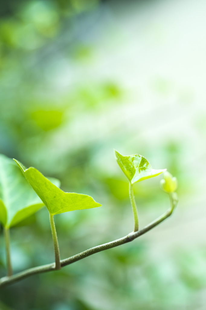 植物園にて　元気な若いの