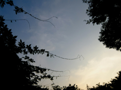 夕暮れの公園にて