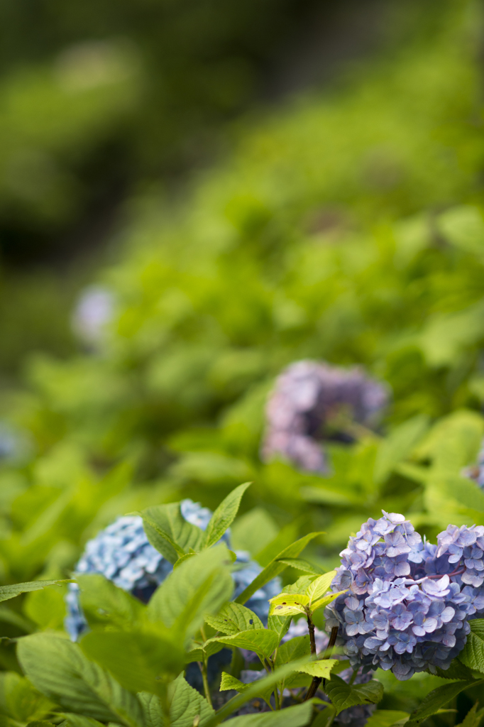 善峯寺の紫陽花6