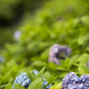 善峯寺の紫陽花6