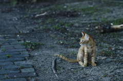 猫タン