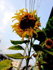 ひまわり！