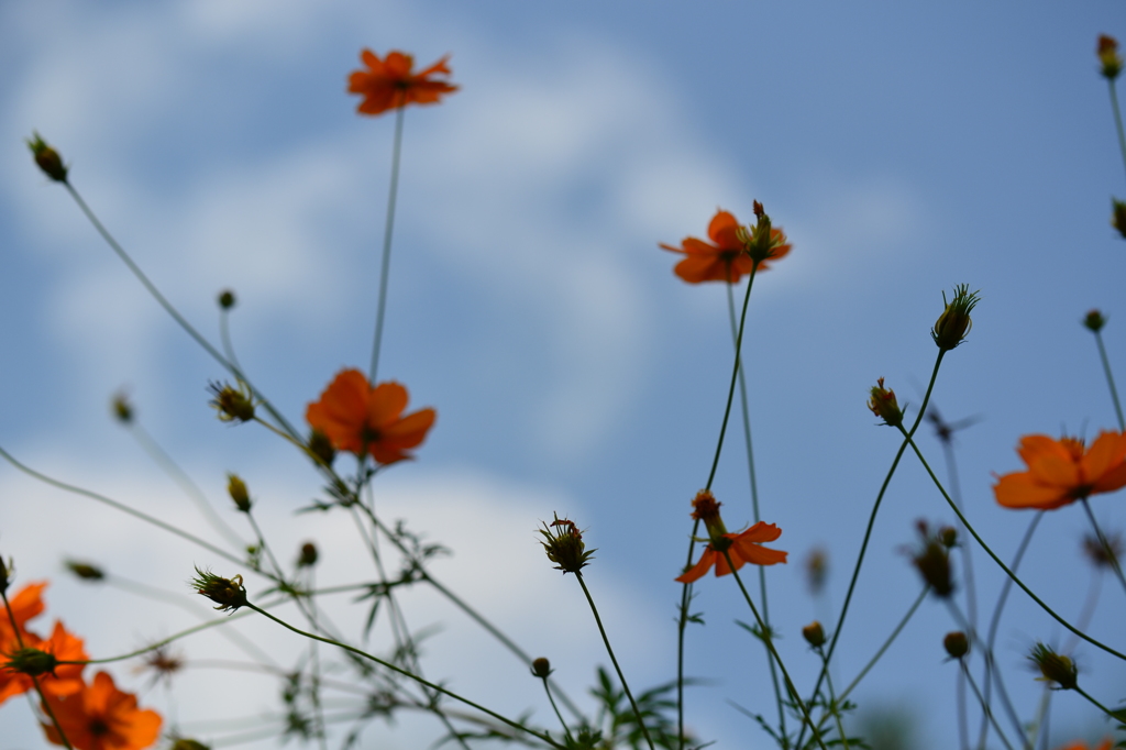 空と花
