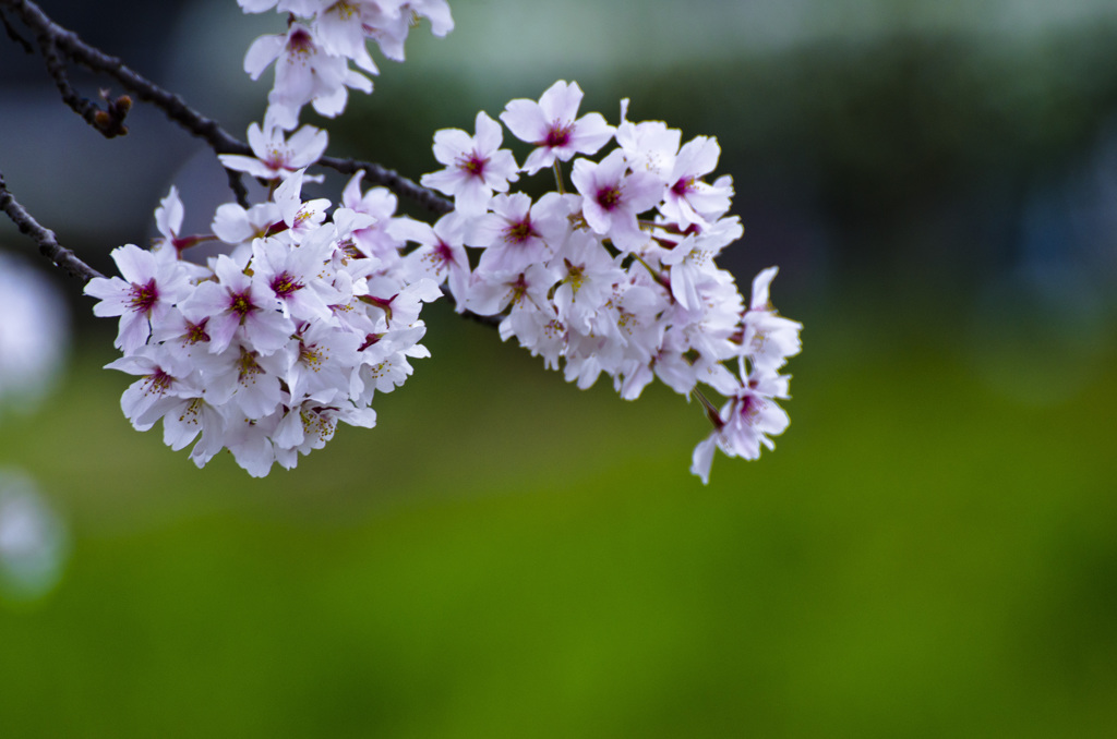 SAKURA 3