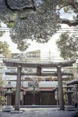 雪の京都　新熊野神社4