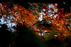 隙間紅葉