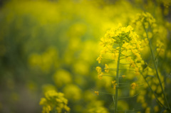菜の花