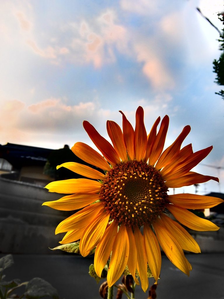 ひまわり大好き