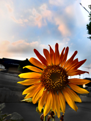 ひまわり大好き