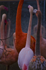 フラミンゴ