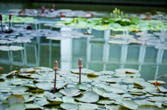 植物園にて　蓮池