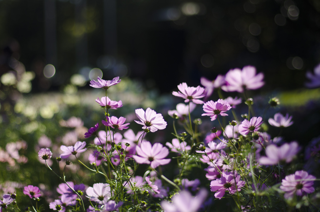 秋桜1