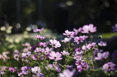 秋桜1