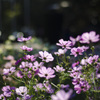 秋桜1
