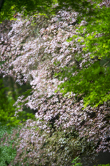 雨に濡れた青紅葉2