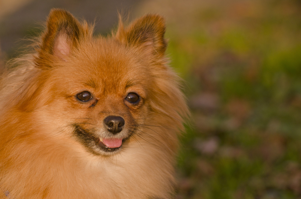 わんわんわんこ　１