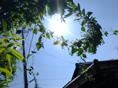 太陽の飾り